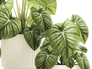 Beautiful Anthurium and Alocasia plants in flower pots 1348 Modello 3D