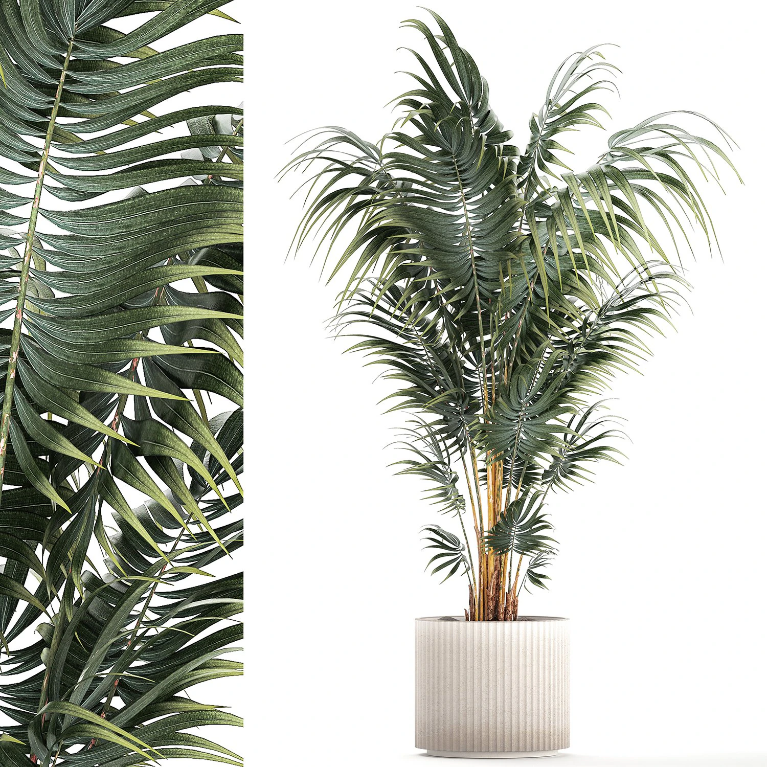 Beautiful Howea palm plants in flower pots 1349 3D Model .c4d .max .obj .3ds .fbx .stl .blend 