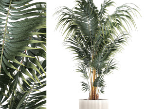 Beautiful Howea palm plants in flower pots 1349 Modelo 3D