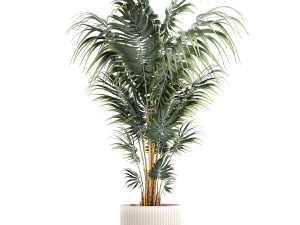 Beautiful Howea palm plants in flower pots 1349 Model 3D