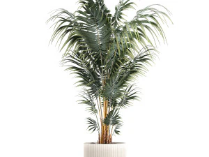 Beautiful Howea palm plants in flower pots 1349 3D Model