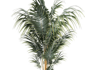 Beautiful Howea palm plants in flower pots 1349 Model 3D