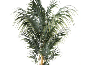 Beautiful Howea palm plants in flower pots 1349 3D Model