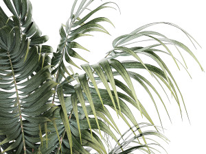 Beautiful Howea palm plants in flower pots 1349 Model 3D
