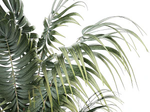 Beautiful Howea palm plants in flower pots 1349 3D Model