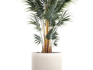 Beautiful Howea palm plants in flower pots 1349 3D Model