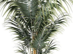 Beautiful Howea palm plants in flower pots 1349 3D Model