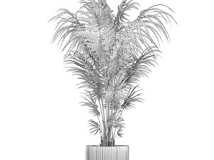 Beautiful Howea palm plants in flower pots 1349 Model 3D