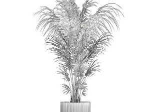 Beautiful Howea palm plants in flower pots 1349 3D Model