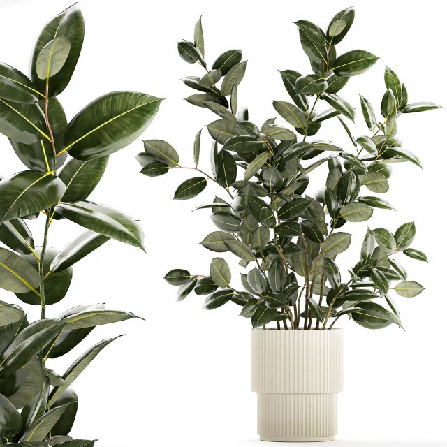 Beautiful Ficus elastica plants in flower pots 1350 3D Model .c4d .max .obj .3ds .fbx .stl .blend 