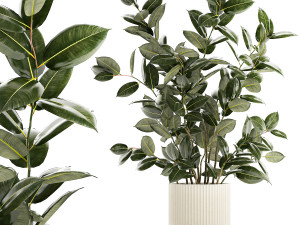 Beautiful Ficus elastica plants in flower pots 1350 Modelo 3D