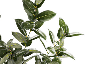 Beautiful Ficus elastica plants in flower pots 1350 3D Model