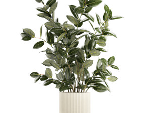Beautiful Ficus elastica plants in flower pots 1350 3D Model