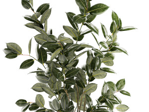 Beautiful Ficus elastica plants in flower pots 1350 3D Model
