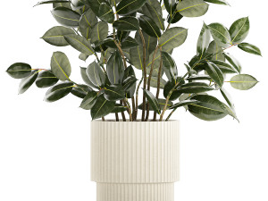 Beautiful Ficus elastica plants in flower pots 1350 3D Model
