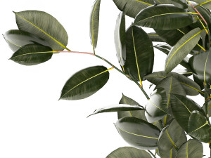Beautiful Ficus elastica plants in flower pots 1350 3D Model
