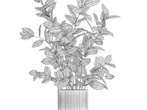 Beautiful Ficus elastica plants in flower pots 1350 3D Model