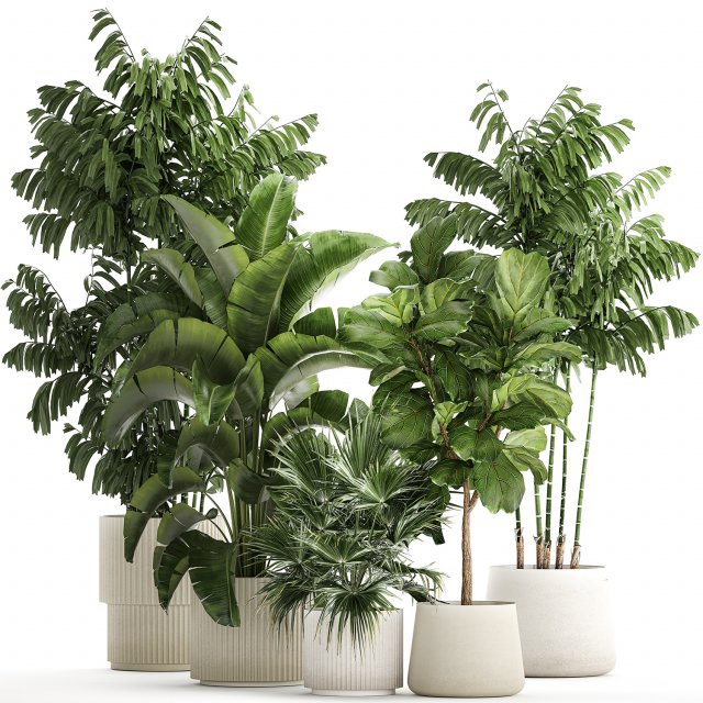 Beautiful plants Ficus palm Strelitzia in flower pots 1351 3D Model .c4d .max .obj .3ds .fbx .stl .blend 