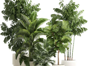 Beautiful plants Ficus palm Strelitzia in flower pots 1351 3D Model