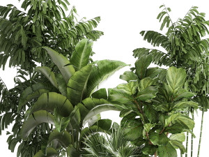 Beautiful plants Ficus palm Strelitzia in flower pots 1351 3D Model