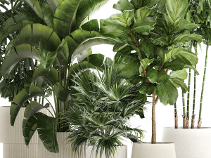 Beautiful plants Ficus palm Strelitzia in flower pots 1351 3D Model