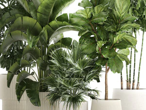 Beautiful plants Ficus palm Strelitzia in flower pots 1351 3D Model