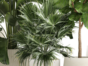 Beautiful plants Ficus palm Strelitzia in flower pots 1351 3D Model