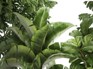 Beautiful plants Ficus palm Strelitzia in flower pots 1351 3D Model