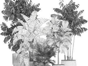 Beautiful plants Ficus palm Strelitzia in flower pots 1351 3D Model