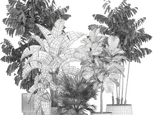 Beautiful plants Ficus palm Strelitzia in flower pots 1351 3D Model