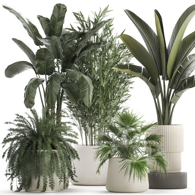 Beautiful plants Bamboo palm banana in flower pots 1352 Model 3D .c4d .max .obj .3ds .fbx .stl .blend 