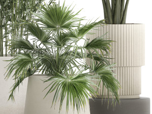 Beautiful plants Bamboo palm banana in flower pots 1352 Model 3D