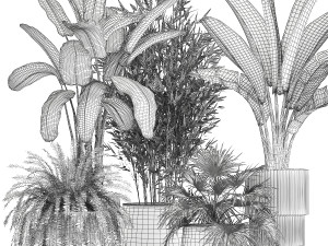 Beautiful plants Bamboo palm banana in flower pots 1352 Model 3D