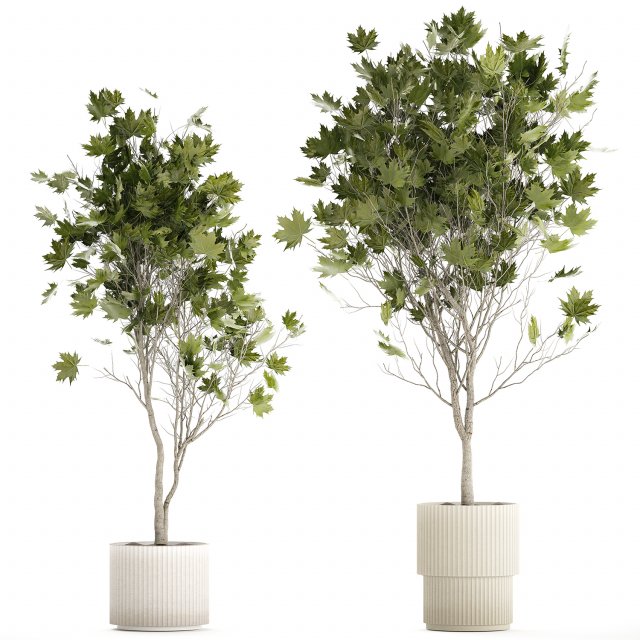 Beautiful Plane Tree And Acer Tree In Pots 1353 3D Модель .c4d .max .obj .3ds .fbx .stl .blend 