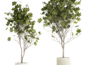 Beautiful Plane Tree And Acer Tree In Pots 1353 3D Model