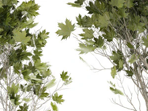 Beautiful Plane Tree And Acer Tree In Pots 1353 3D Model