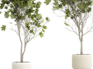Beautiful Plane Tree And Acer Tree In Pots 1353 3D Model