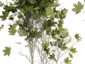 Beautiful Plane Tree And Acer Tree In Pots 1353 3D Model