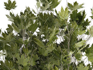 Beautiful Plane Tree And Acer Tree In Pots 1353 3D Модель