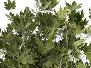 Beautiful Plane Tree And Acer Tree In Pots 1353 3D Model