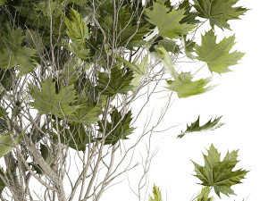 Beautiful Plane Tree And Acer Tree In Pots 1353 3D Модель