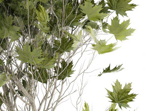 Beautiful Plane Tree And Acer Tree In Pots 1353 3D Model
