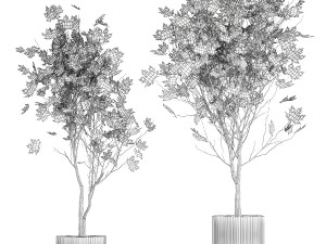 Beautiful Plane Tree And Acer Tree In Pots 1353 3D Модель