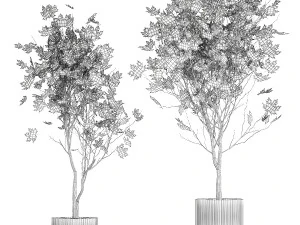 Beautiful Plane Tree And Acer Tree In Pots 1353 3D Model