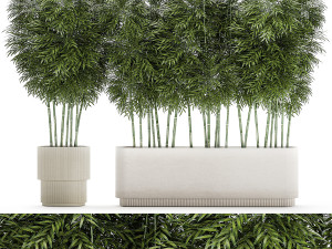 Beautiful plant bush Bamboo in pots 1354 Modelo 3D