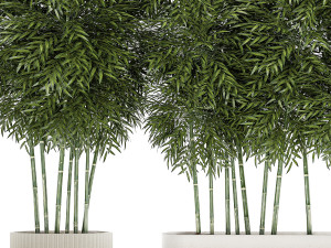 Beautiful plant bush Bamboo in pots 1354 Model 3D