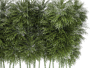 Beautiful plant bush Bamboo in pots 1354 Model 3D