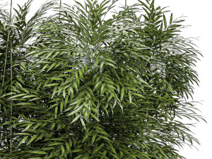 Beautiful plant bush Bamboo in pots 1354 Model 3D