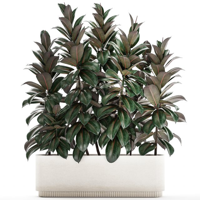 Beautiful Plants Bush Ficus elasticas 1355 3D Модель .c4d .max .obj .3ds .fbx .stl .blend 