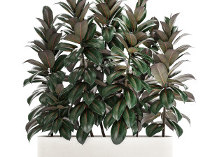 Beautiful Plants Bush Ficus elasticas 1355 Modelo 3D